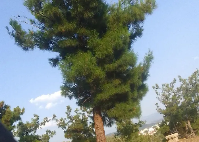 Sehir Manzarali Ferah